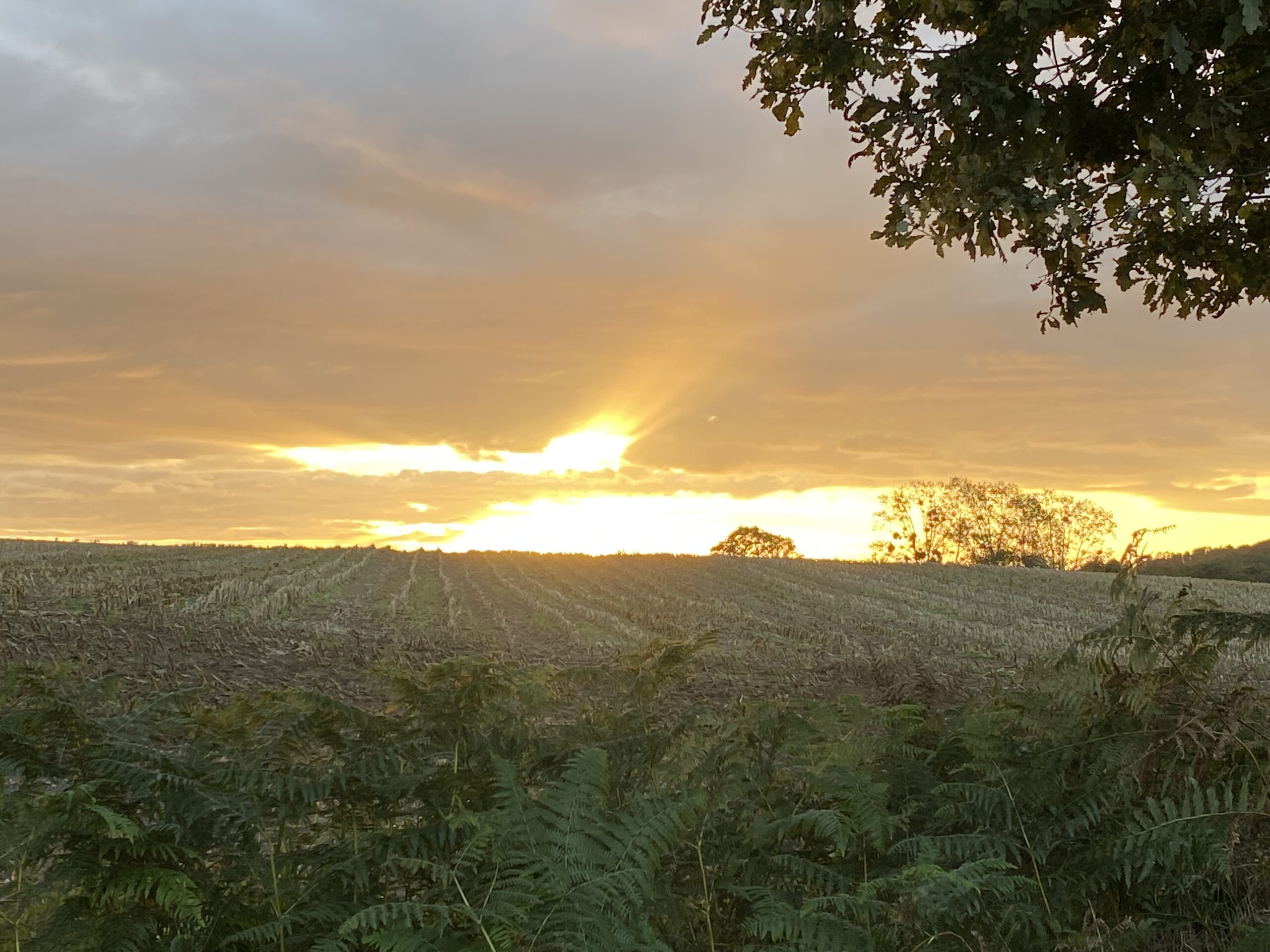 broceliande-maanreis